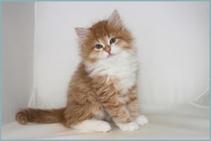 Male Siberian Kitten from Deedlebug Siberians